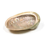 Conchiglia Naturale di Abalone Haliotis per Bruciatura di Incenso