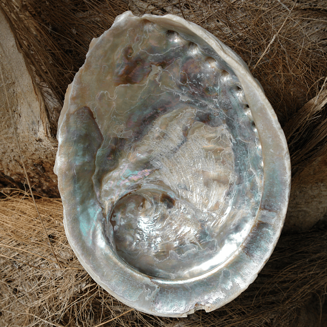 Salvia bianca e conchiglia rituale abalone haliotis midae - set fumigazione 17802 Online | Mandorla Mistica Salvia bianca e conchiglia rituale abalone haliotis midae - set fumigazione 17802 Online | Mandorla Mistica